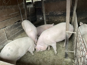 Vând porci pentru sacrificat  - imagine 4