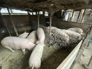 Vând porci pentru sacrificat 