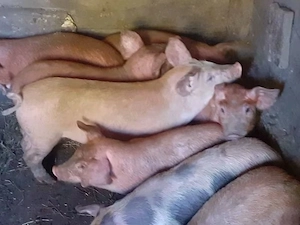 purcei duroc