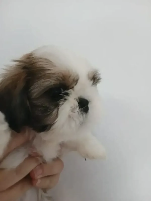 doui baietei Shih tzu  - imagine 2