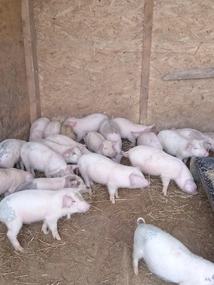Purcei de 8 săptămâni - imagine 3