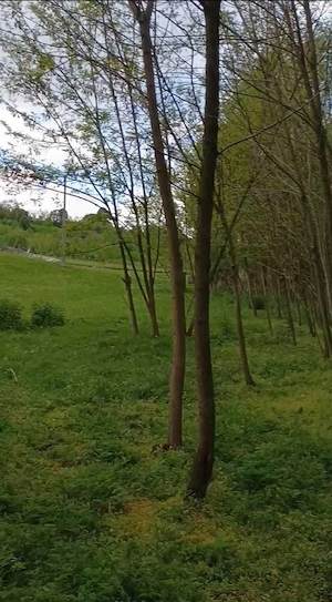 Vând teren la munte 13.068 mp,jud.Prahova, deschidere DJ102L, cabană panouri sandwich, pârâu pădure - imagine 5