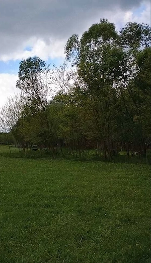 Vând teren la munte 13.068 mp,jud.Prahova, deschidere DJ102L, cabană panouri sandwich, pârâu pădure - imagine 6