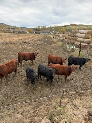Viței și juninci Aberdeen Angus  - imagine 2