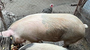 Vand porc de carne - imagine 3