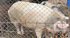 Vand porc de carne - imagine 2