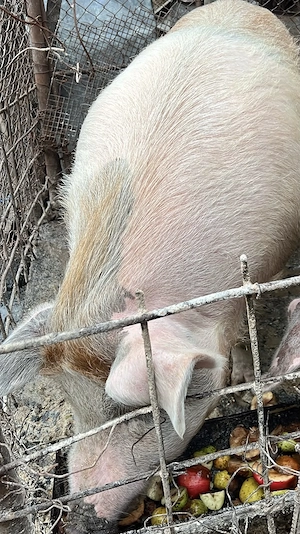 Vand porc de carne - imagine 4