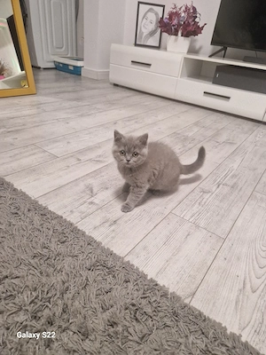 British Shorthair 