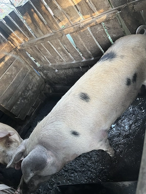 Porci de vânzare - imagine 5
