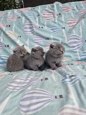 British shorthair blue !  - imagine 3