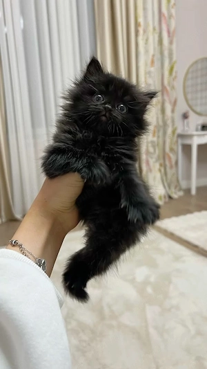 Maine coon baietel dispinibil