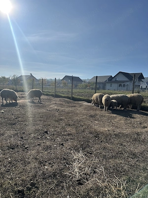 Vind porci mangalița crescuți în libertate - imagine 2