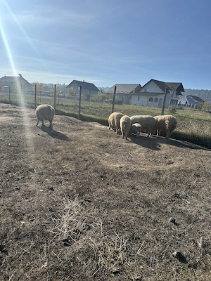Vind porci mangalița crescuți în libertate