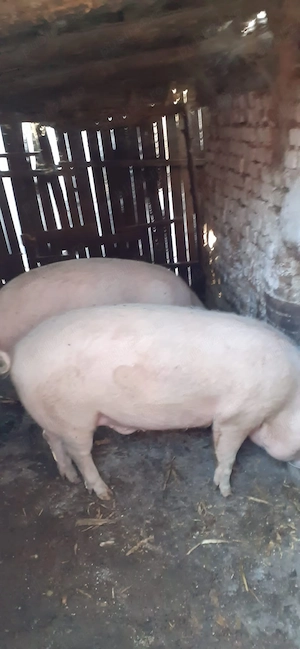 Vand porc de carne marele alb