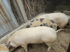 Vand porci