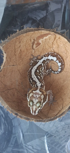 Vand Gecko Pareodura Picta (Panther gecko) - Mascul Adult - imagine 2