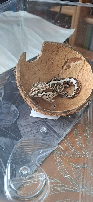 Vand Gecko Pareodura Picta (Panther gecko) - Mascul Adult - imagine 4