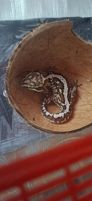 Vand Gecko Pareodura Picta (Panther gecko) - Mascul Adult - imagine 3