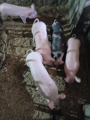Porci de vînzare - imagine 5