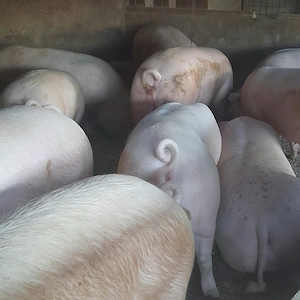 Porci grași de vânzare 