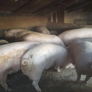 Porci grași de vânzare  - imagine 3
