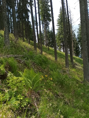 Vând teren pădure în Bucovina  - imagine 4