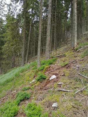 Vând teren pădure în Bucovina  - imagine 3