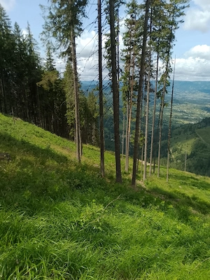Vând teren pădure în Bucovina  - imagine 2