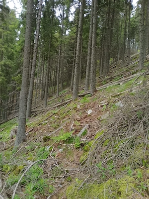 Vând teren pădure în Bucovina  - imagine 5