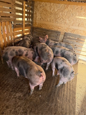 Porci de carne pentru craciun!