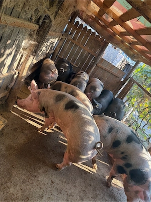 Porci de carne pentru craciun! - imagine 3