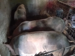 porci crescuți an gospodărie 