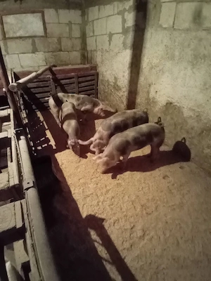 porci crescuți an gospodărie  - imagine 3