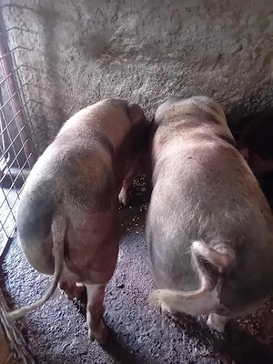 porci crescuți an gospodărie  - imagine 4