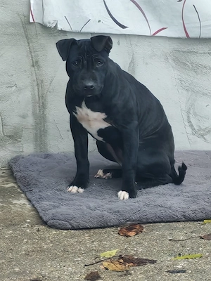 Vând cane corso super cuminte urgent!!! 