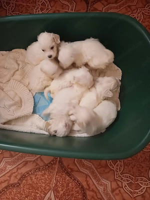 Caini Bichon Maltese