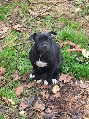 Vând cane corso super cuminte urgent!!!  - imagine 2