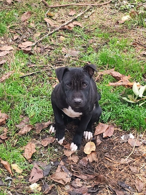 Vând cane corso super cuminte urgent!!!  - imagine 4