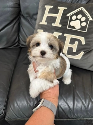Bichon Havanez