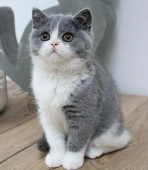 British Shorthqir