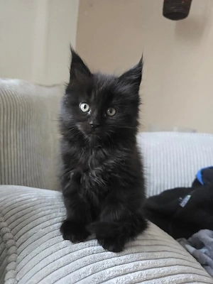 Maine Coon