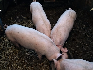 Vând porci tineri