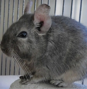 Donez Veverita Degu - imagine 2