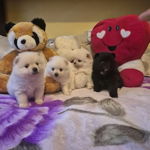 Pomeranian MINI TOY  - imagine 2
