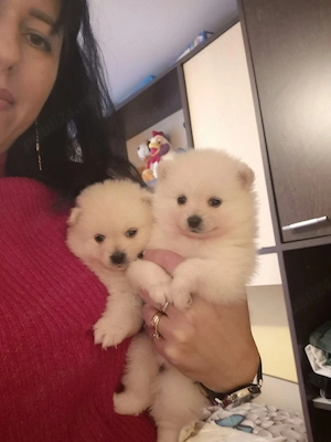 Pomeranian MINI TOY  - imagine 3