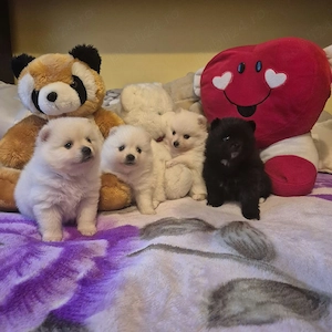 Pomeranian MINI TOY 