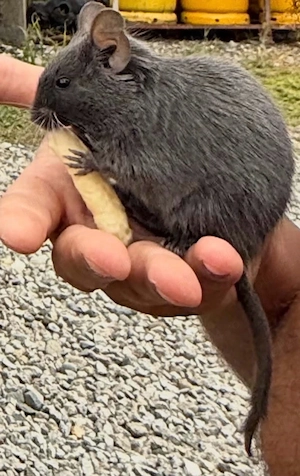 Donez Veverita Degu - imagine 3