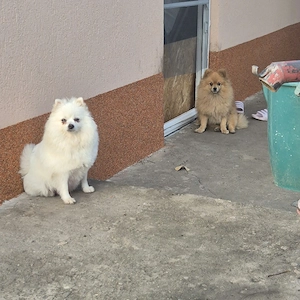 Pomeranian MINI TOY  - imagine 4