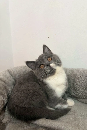Pisică british shorthair - imagine 3