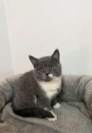 Pisică british shorthair - imagine 2